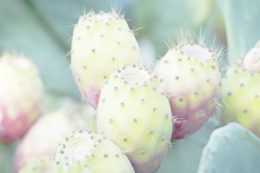 ADAPTOGENS THAT HELP THE SKIN THRIVE
