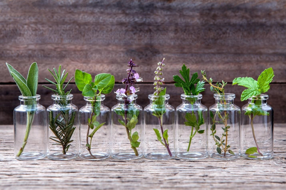 NATURAL SKIN CARE FEATURE: THE TOP PLANT EXTRACTS YOU SHOULD BE USING